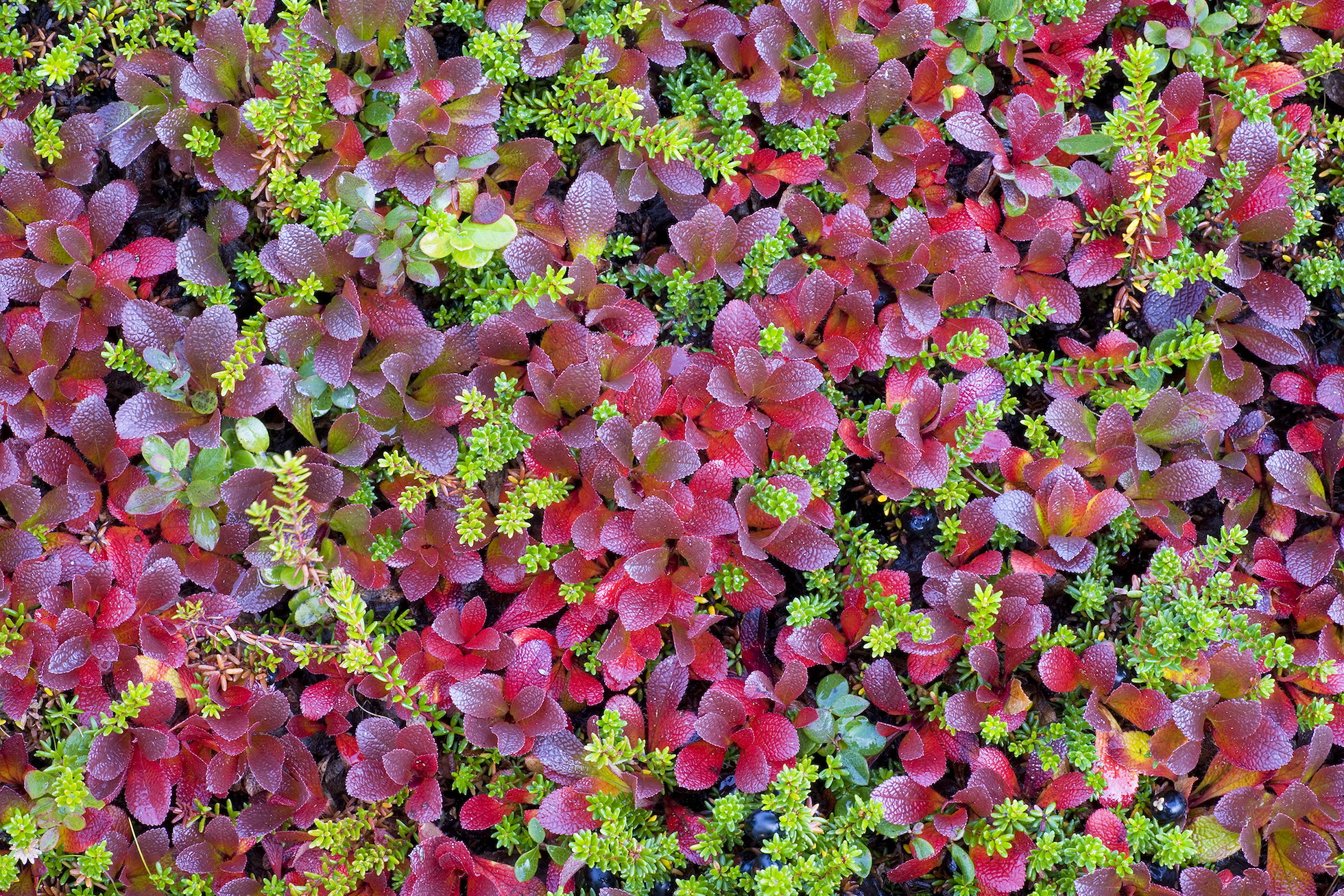 Mix of autumnal mountain bearberry and crowberry, Sarek National Park, Laponia World Heritage Site, Sweden