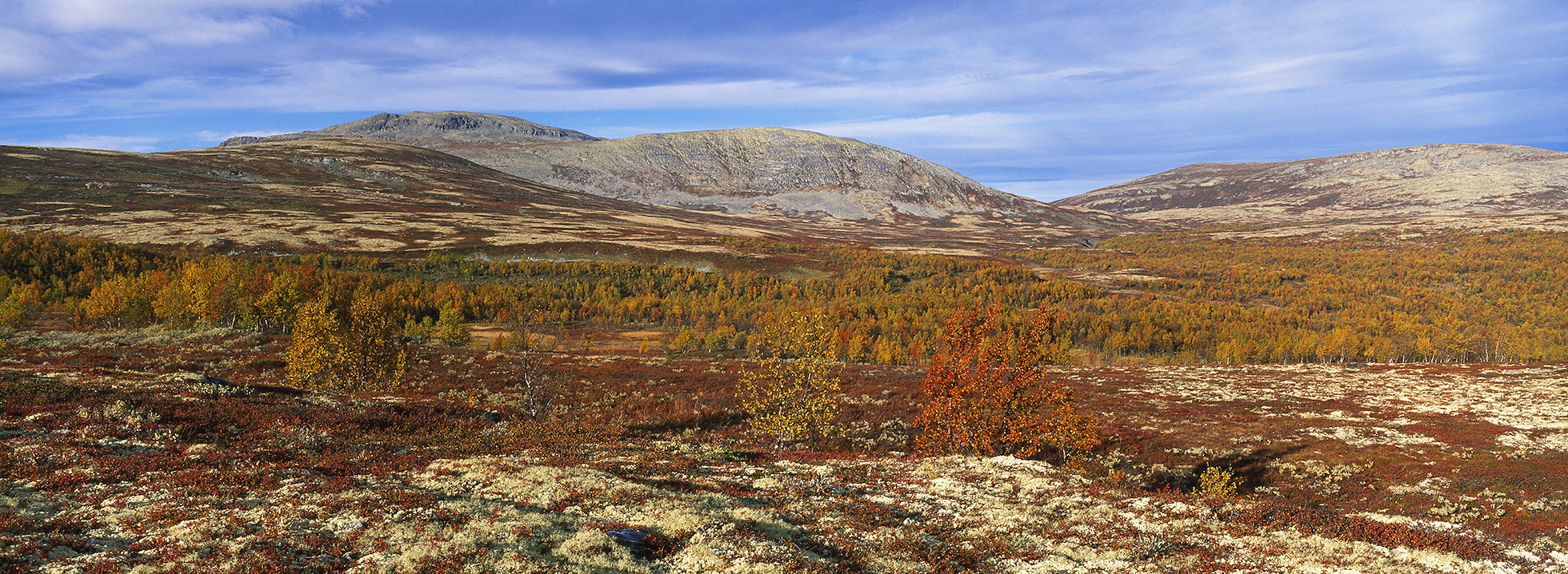 View over autumnal tundra with montane birch scrub. Venabu, Oppland near Rondane National Park, Norway
