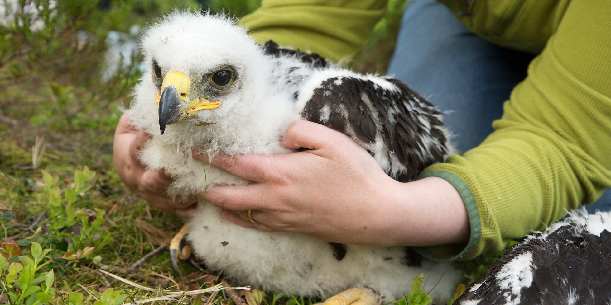 Golden eagle chick (Aquila chrysaetos) and field worker, Glen Tanar Estate, Aberdeenshire,  Scotland