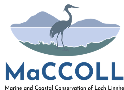 Logo for MaCCOLL