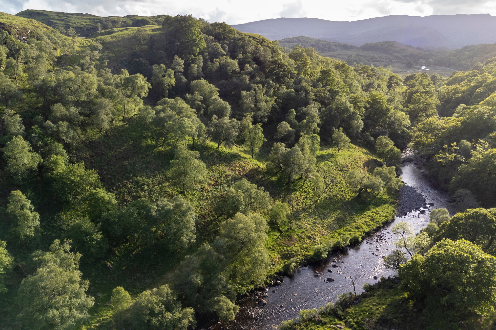 Oak woodland alongside the river Abhainn a' Ghlinne Ghil, Gleann Geal, Ardtornish Estate, Lochaline, Morven, Lochaber, Scotland, May 2025