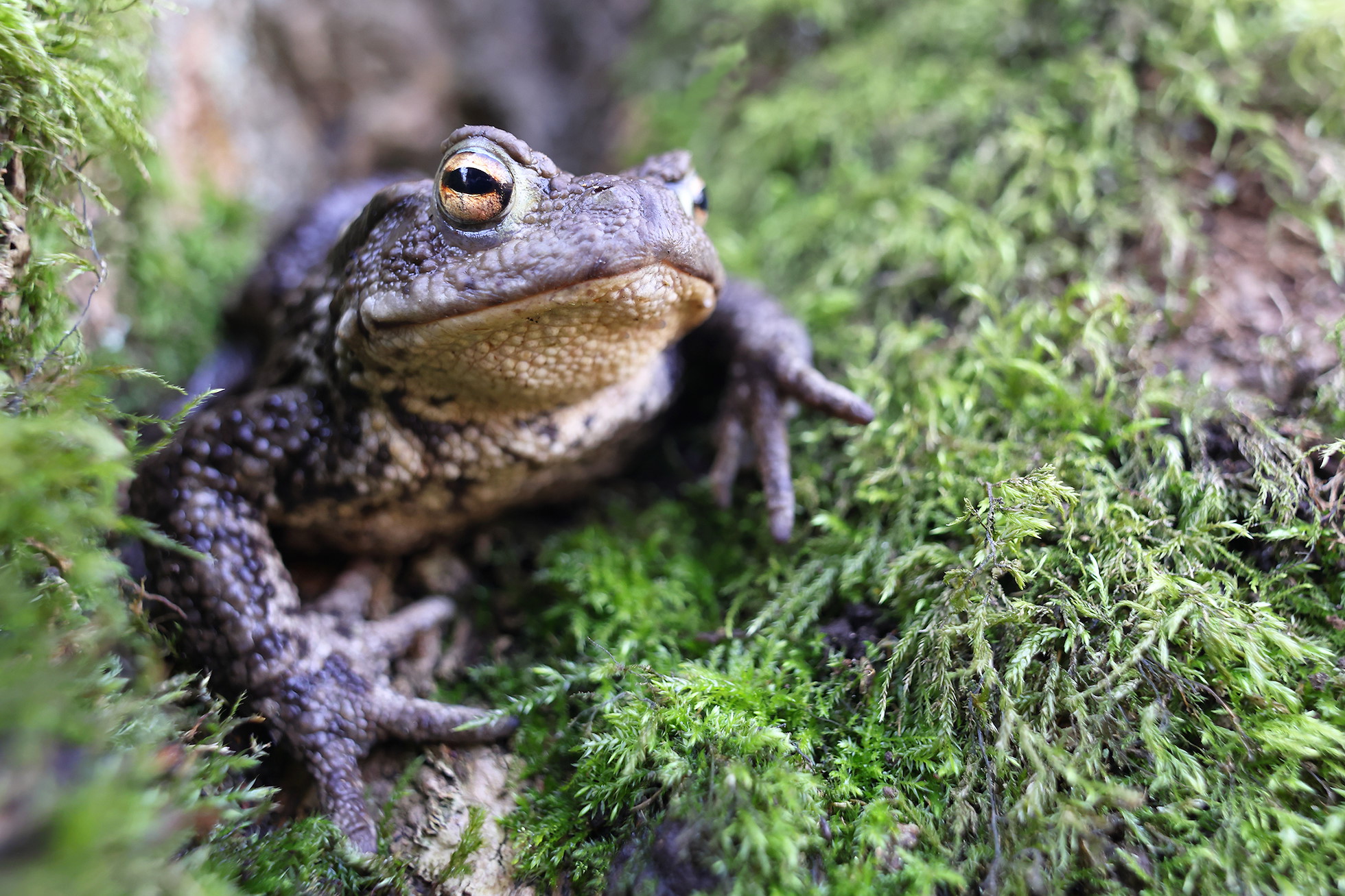 Common Toad8152 Feb24