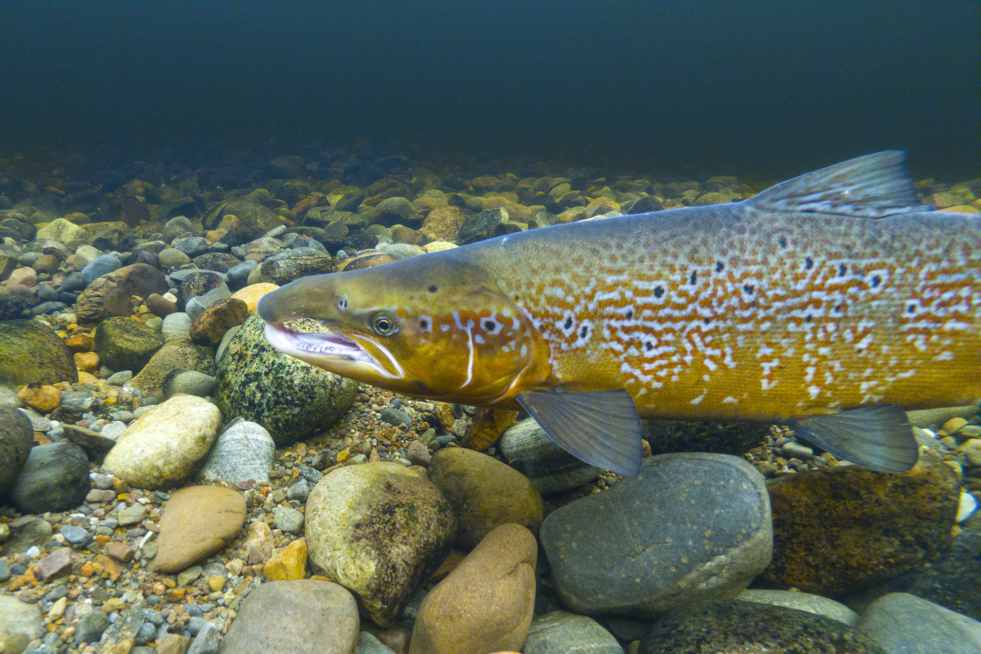 Atlantic Salmon