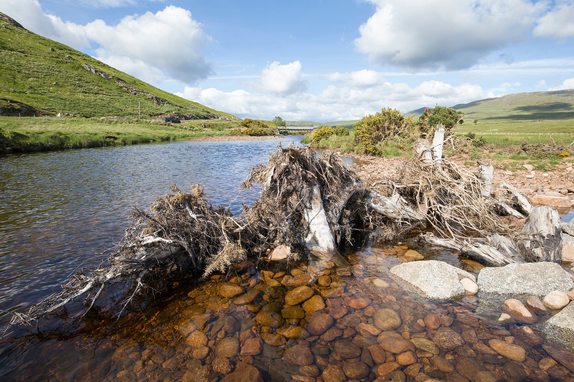 Dead trees, or large woody structures, installed in River Aline as part of river restoration process, Ardtornish Estate, Lochaber, Scotland.
