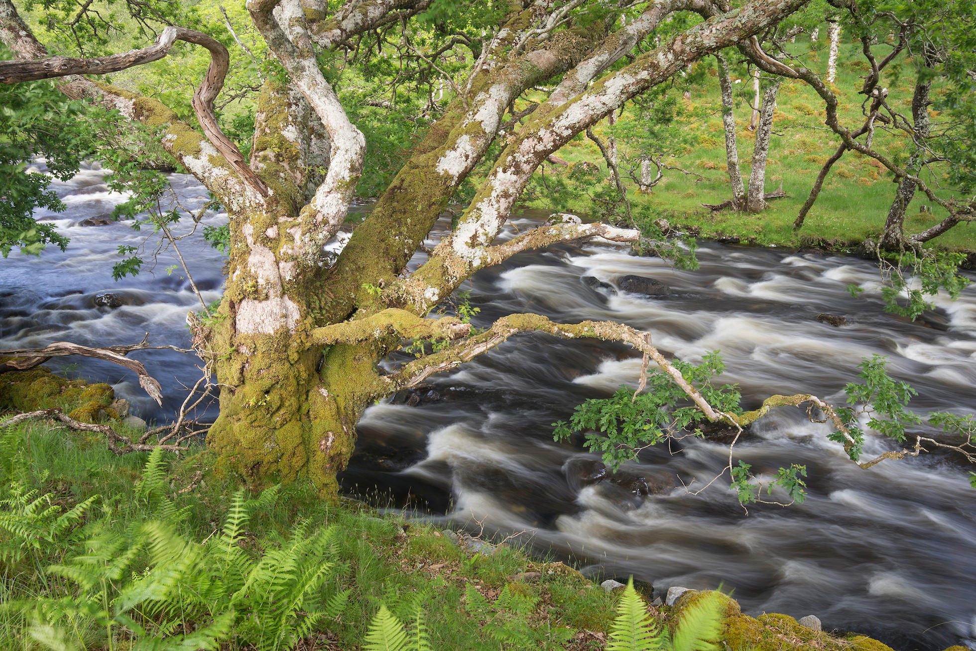 Oak trees growing alongside The Black Water in spring, Ardtornish, Lochaber, Scotland