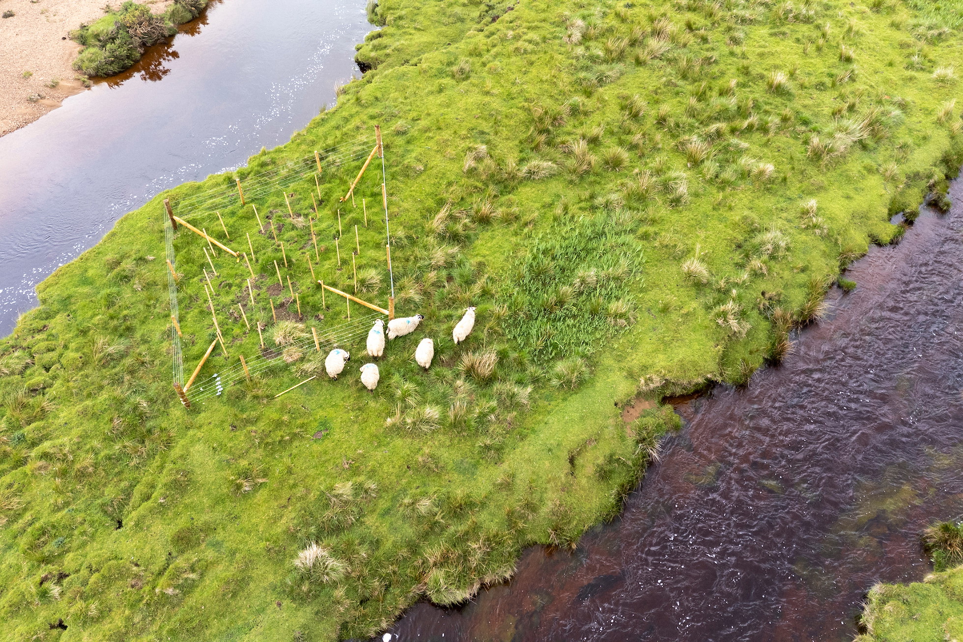 Sheep next to a newly planted tree square next to the river Abhiann a' Ghlinne Ghil, Ardtornish Estate, Morven, Lochaber, Scotland, May 2025 (Taken from a drone)