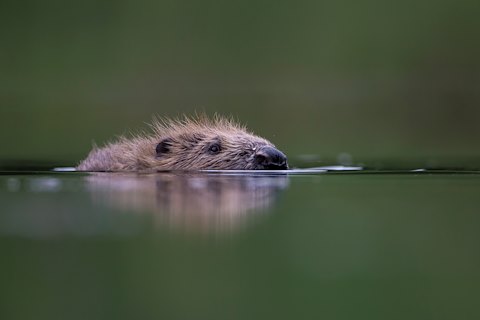 Beavers: Lochaber communities invited to discuss reintroduction