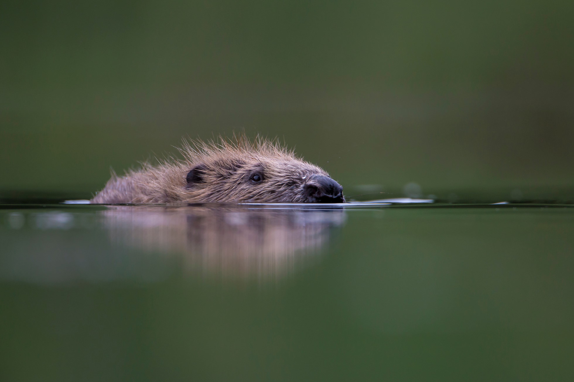 European Beaver (Castor fiber) low angle close up shot of beaver swimming
