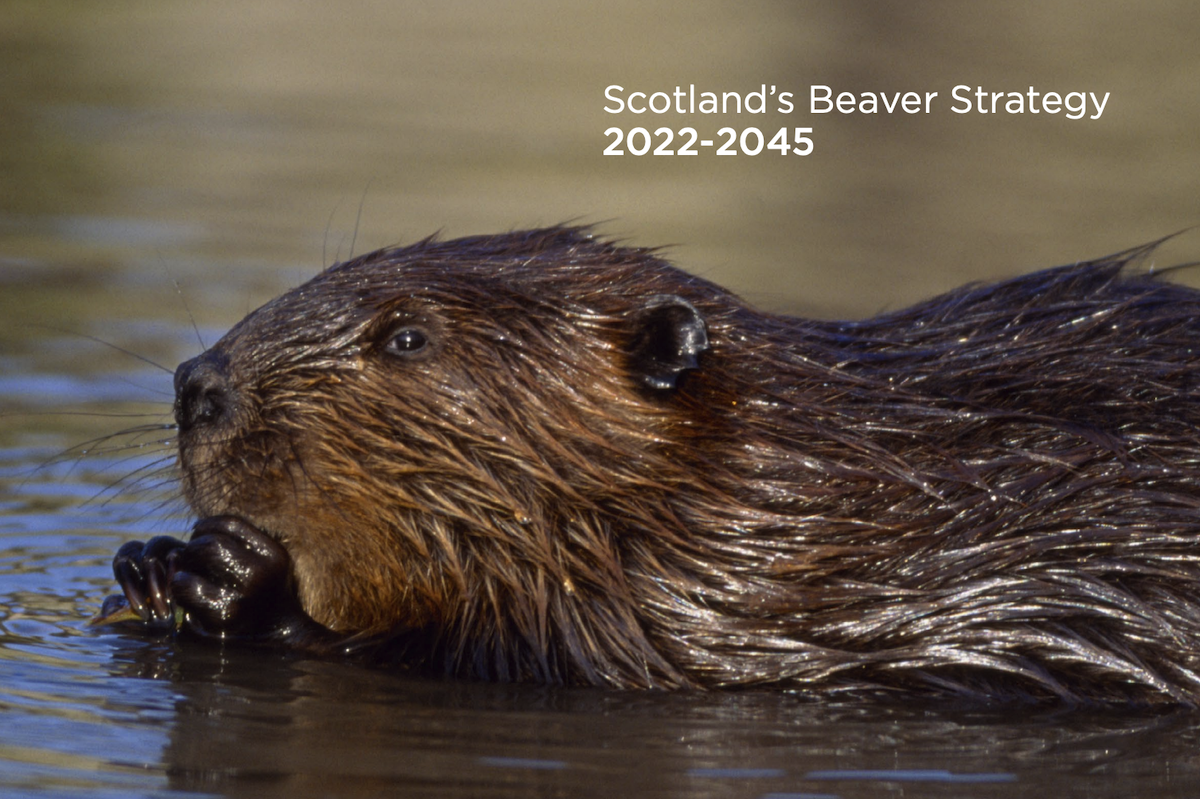 Scotland's Beaver Strategy