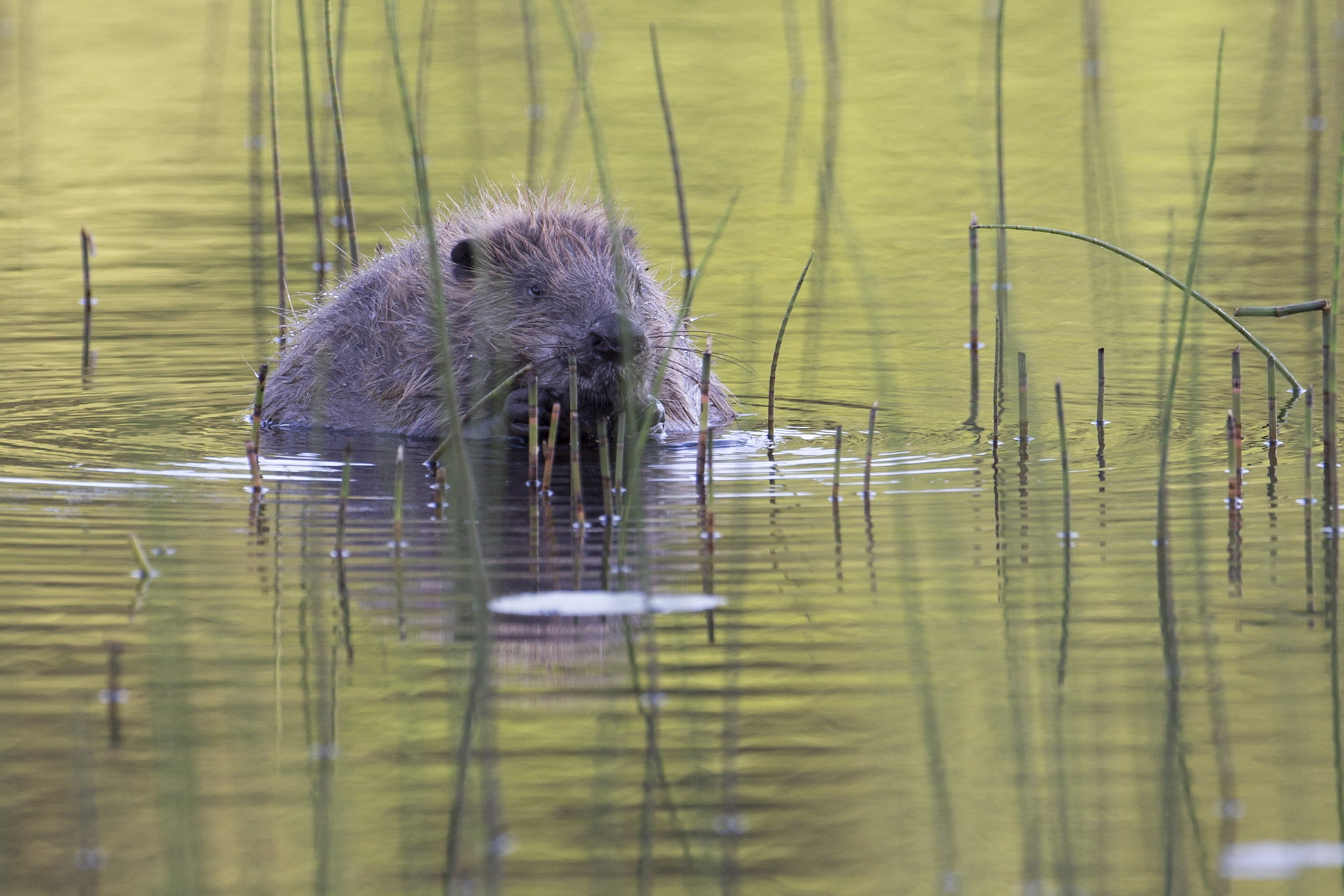Eurasian beaver (Castor Fiber) feeding on reeds, Knapdale Forest, Argyll, Scotland.