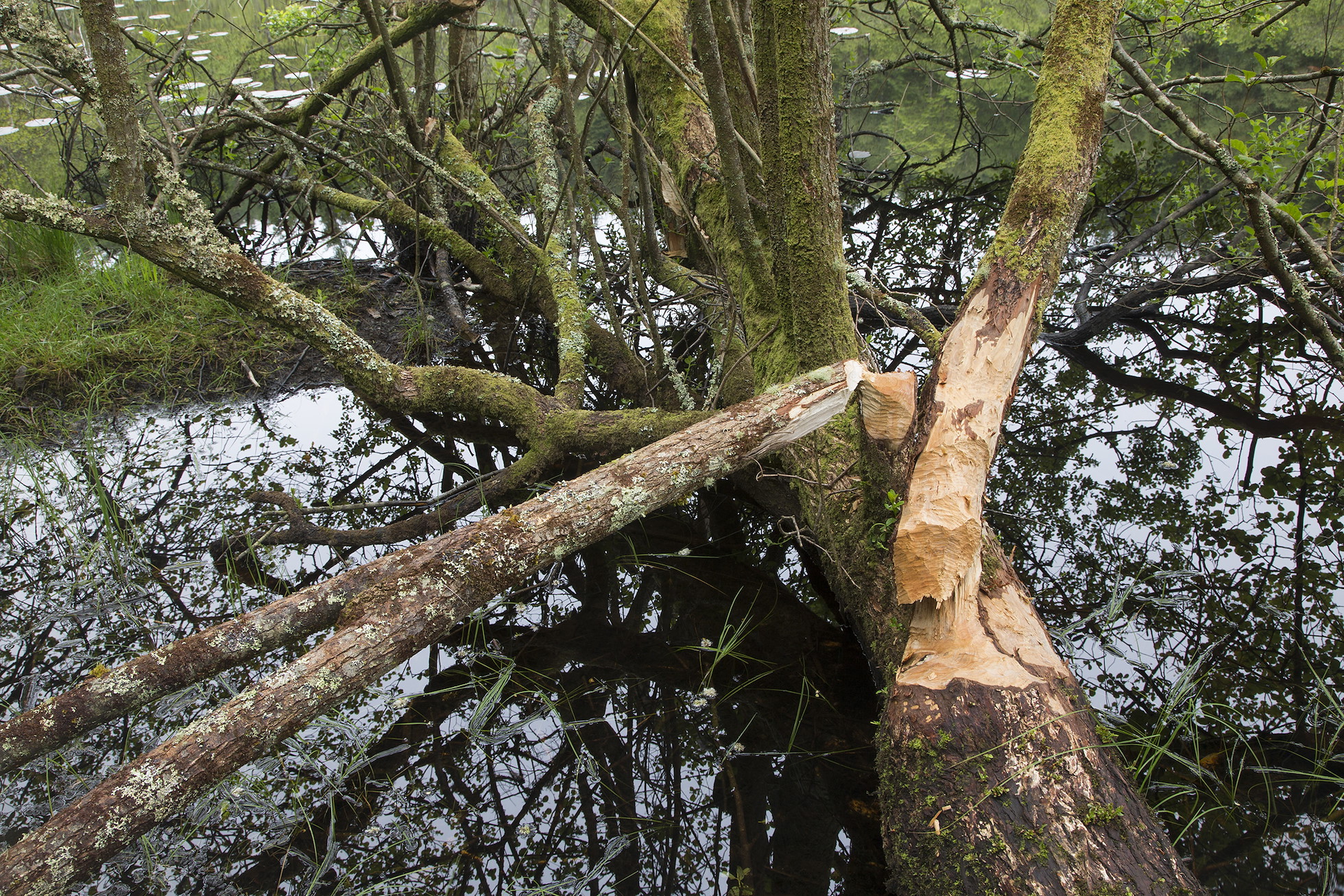 Tree(s) with signs of beaver feeding activity, Knapdale Forest, Argyll, Scotland.