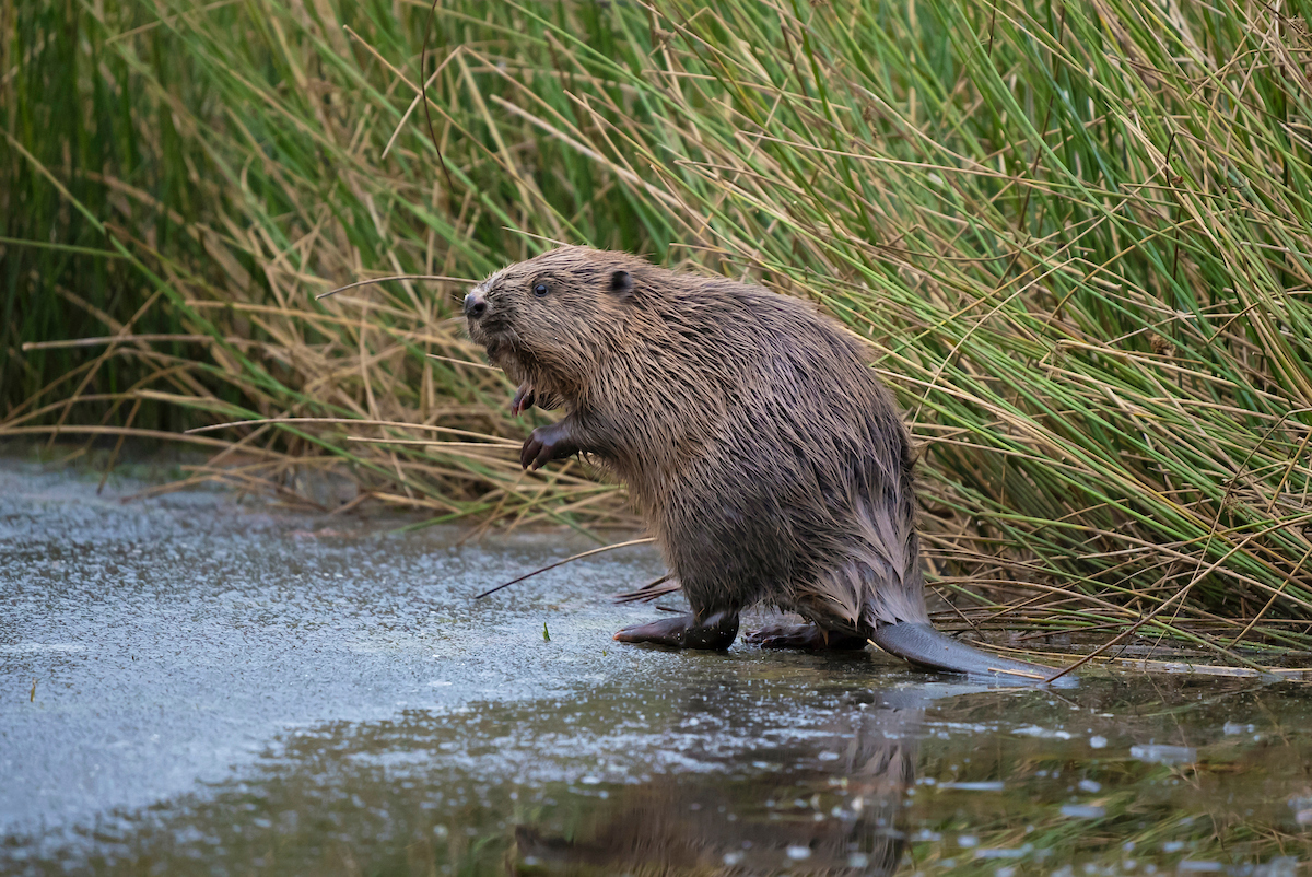 Beaver biology