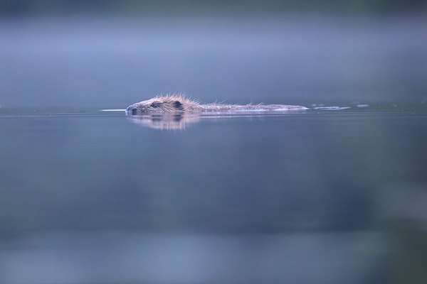Beaver banner