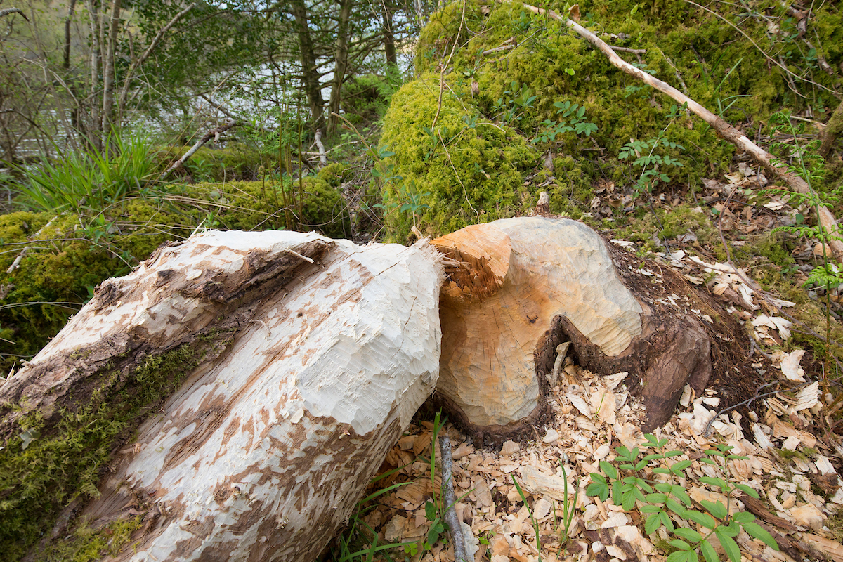 Beaver activity