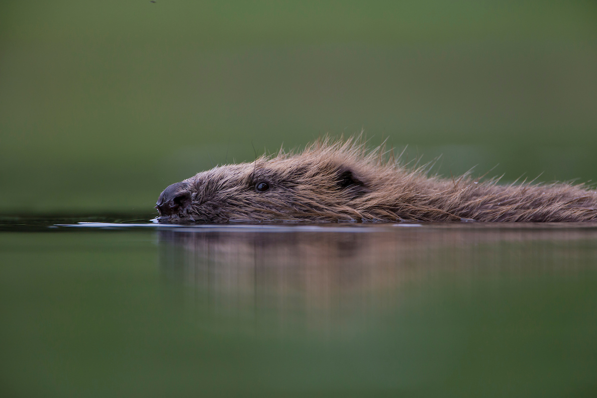 Beaver history
