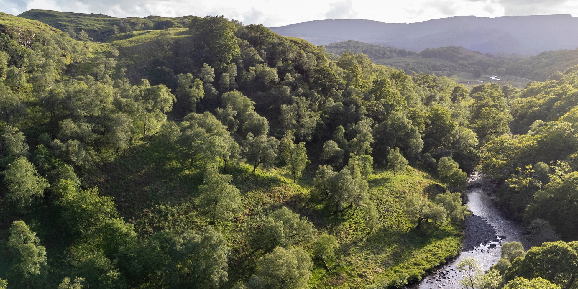 Oak woodland alongside the river Abhainn a' Ghlinne Ghil, Gleann Geal, Ardtornish Estate, Lochaline, Morven, Lochaber, Scotland, May 2025