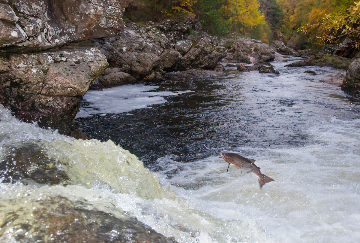 Beavers and fish