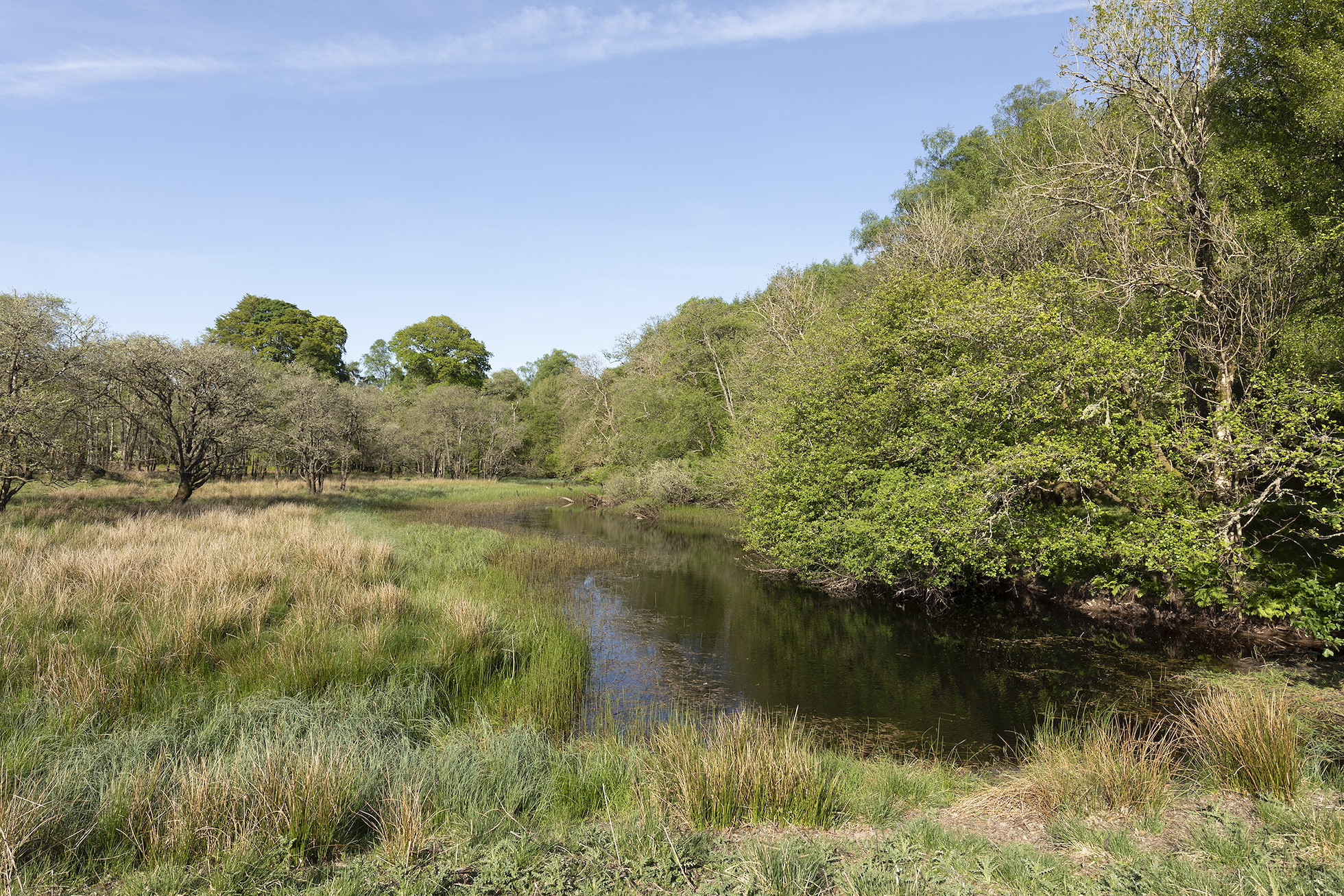 Pond and woodland in spring, Torlundy Farm, Lochaber, Scotland, May 2025