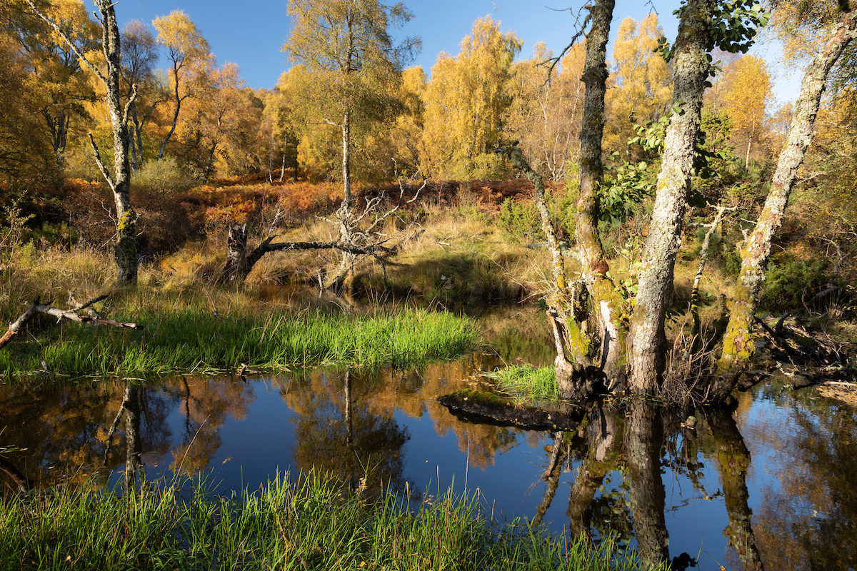 Beaver translocation to the Great Glen