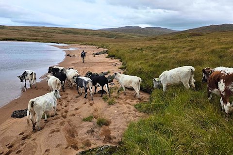 Endangered Irish cattle brought to Scotland for the first time in West Highland rainforest renewal project